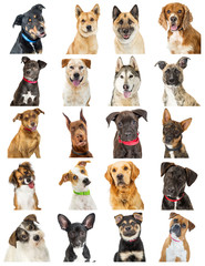 Wall Mural - Collection of Close-up Dog Portrait Photos