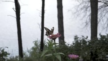 Battered Butterfly Gets Much Needed Nectar At Lake Then Flies Away.