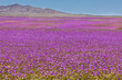 From time to time rain comes to Atacama Desert, when that happens thousands of flowers grow along the desert from seeds that are from hundreds of years ago, amazing the 