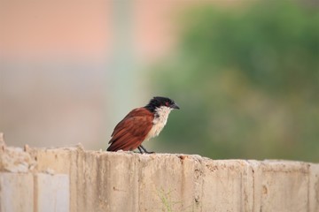 Wall Mural - Senegal coucal (Centropus senegalensis senegalensis) in Ghana, western Africa