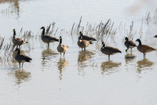 Canada Geese Wading In Shallow Water
