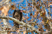 Perched In A Tree A Turkey Vulture Looks Down