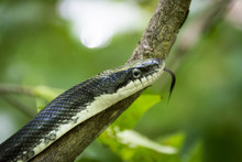 A Black Rat Snake Flicks Its Tongue, Smelling Scents, While It Climbs A Tree Branch In The Forest.