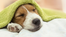 Cute Jack Russell Terrier Puppy Dog Sleeping After Grooming And Bath - Web Banner Idea