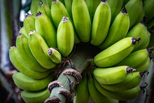 Bunches Of Young Green Bananas Hanging From Tree In Jamaica. Can Be Cooked And Eaten When Green, Or Eaten As A Fruit When Ripe.