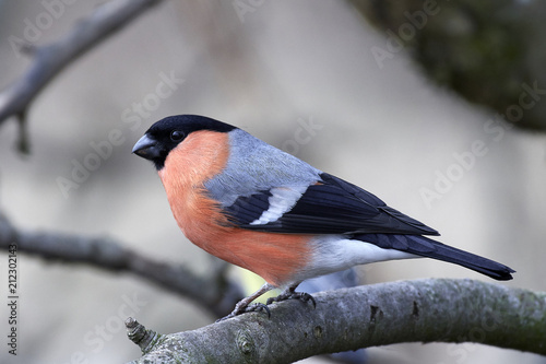 Cuadros en Lienzo Eurasian bullfinch (Pyrrhula pyrrhula)