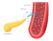 pancreas and insulin in blood vector