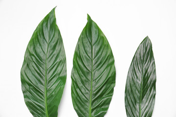 Beautiful tropical leaves on light background, top view