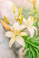 Wall Mural - Light yellow lilies growing in the garden