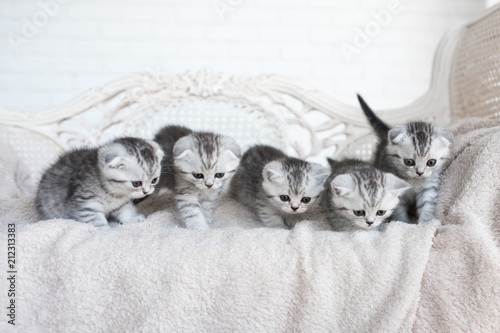 American Shorthair Kittens Play On The Grey Couch Buy This Stock
