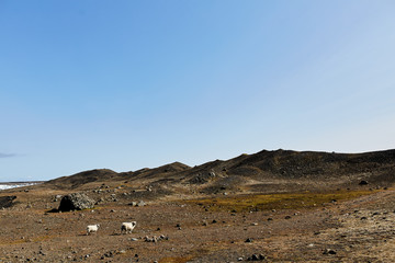 Wall Mural - Two sheep graze in the