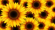 Sunflowers Background, Summer Flowers Vector Illustration.