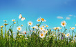 © Laura Pashkevich - Chamomiles daisies macro in summer spring field on background blue sky with sunshine and a flying white butterfly, close-up macro. Summer landscape, natura with copy space.