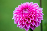 Fototapeta  - Pink Dahlia Closeup Green Backgrund