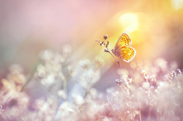 Canvas Print - Golden butterfly glows in the sun at sunset, macro. Wild grass on a meadow in the summer in the rays of the golden sun. Romantic gentle artistic image of living wildlife.