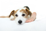 Fototapeta Zwierzęta - CUTE JACK RUSSELL DOG RESTING ON BED WITH ITS LITTLE CHILD OWNER.
