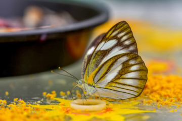 Closeup  beautiful butterfly & flower in the garden.