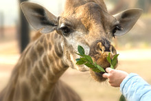 Children At Zoo Feeding Giraffe