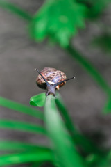 Snail crawling on a green leaf close-up