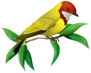 Sticker - A Colourful Bird on White Background