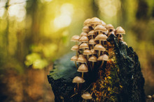 Autumn Yellow Forest Mushrooms