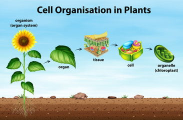 Wall Mural - cell organisation in plants