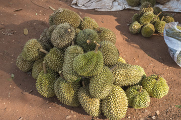 Wall Mural - Group of durian in the market.