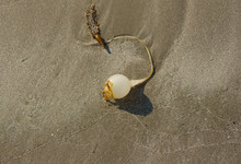 Sea Bulb On The Beach