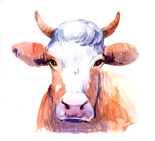 Cow. Watercolor Illustration