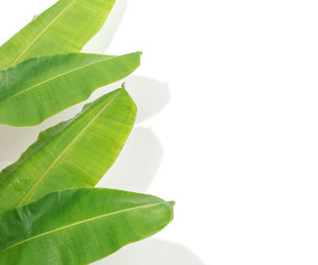 Wall Mural - Banana leaf and shadows on a white background.