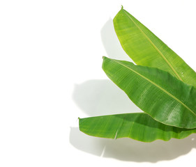 Wall Mural - Banana leaf and shadows on a white background.