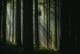 Fototapeta Las - Sonnenlicht im Wald