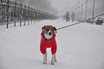 Dog and cold