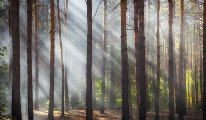 Smoke in the woods, the rays of the sun illuminate the smoke