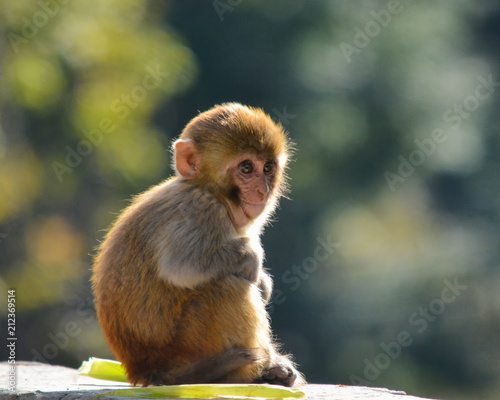 Baby Monkey Buy This Stock Photo And Explore Similar Images At Adobe Stock Adobe Stock