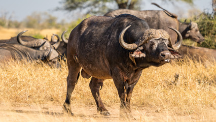 cape buffalo in south africa in the kruger park.