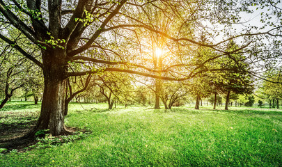 Wall Mural - Sunrise summer background