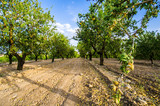 Fototapeta Uliczki - Long alley of almond trees in orchard lit by warm golden sunlight. Selective focus. Copy space.