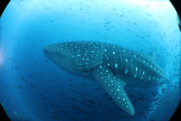  Unedited female whale shark from the Galapagos Islands