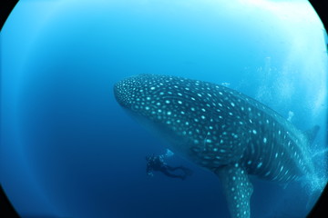 Wall Mural - SCUBA diver with giant female whale shark in Darwin Island in the Galapagos Islands