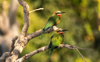 two white fronted bee eaters are perched on an old tree in close up. the bee eater lives in southern