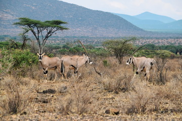  A herd of East African Oryx at Samburu National Reserve, Kenya