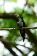 Cuban hummingbird on plum branch