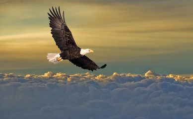 bald eagle flying above the clouds
