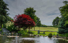 Beautiful Garden Pond  With Bright Red Japanese Maple Tree And Stone Bench On It's Edge