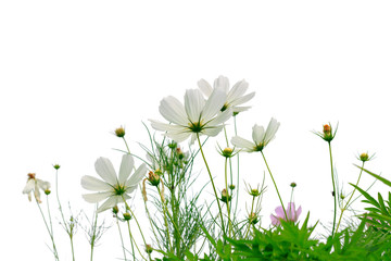 isolated beautiful cosmos flowers blooming on white background