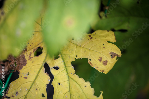 変色したゴーヤの葉っぱ 家庭菜園 Buy This Stock Photo And Explore Similar Images At Adobe Stock Adobe Stock