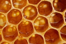 Yellow Honeycomb Closeup Background
