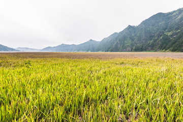 Wall Mural - grass land under cloudy sky after rain