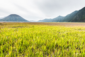 Wall Mural - grass land under cloudy sky after rain